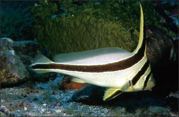 20110307-NOAA jacknifefish_100.jpg